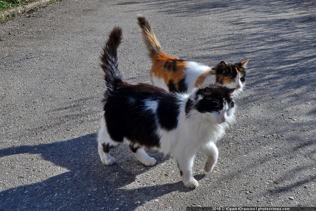 Cats of Crimea and Sevastopol - cat, Crimea, Sevastopol, , Not mine, Longpost