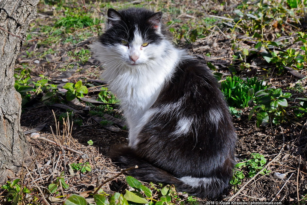 Cats of Crimea and Sevastopol - cat, Crimea, Sevastopol, , Not mine, Longpost