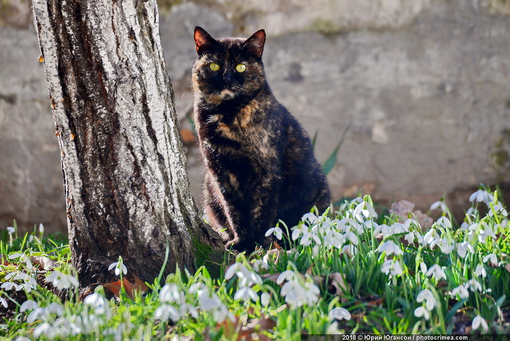 Cats of Crimea and Sevastopol - cat, Crimea, Sevastopol, , Not mine, Longpost