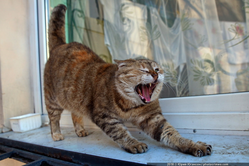 Cats of Crimea and Sevastopol - cat, Crimea, Sevastopol, , Not mine, Longpost