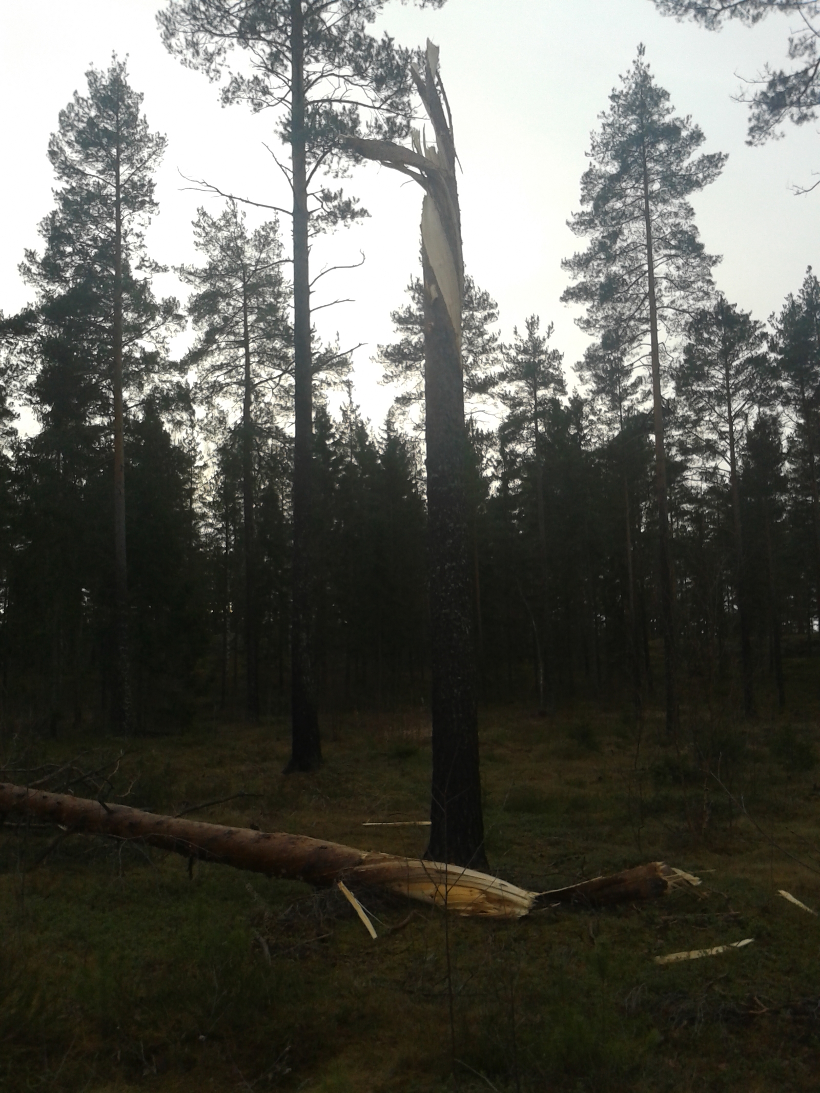 The tree twisted. - My, Tree, Hurricane, Finland, Longpost