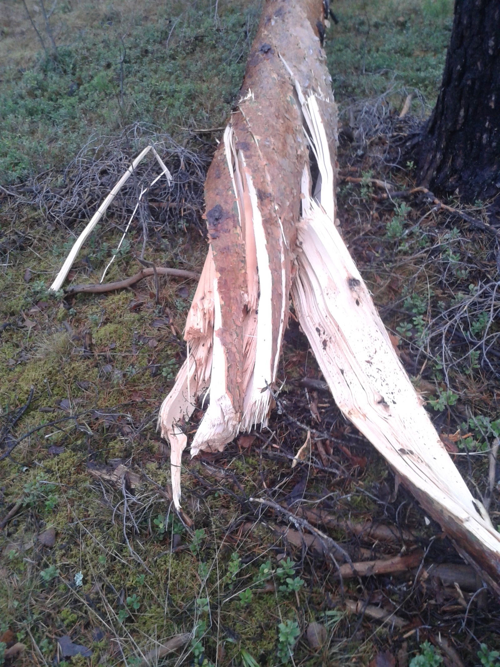 The tree twisted. - My, Tree, Hurricane, Finland, Longpost