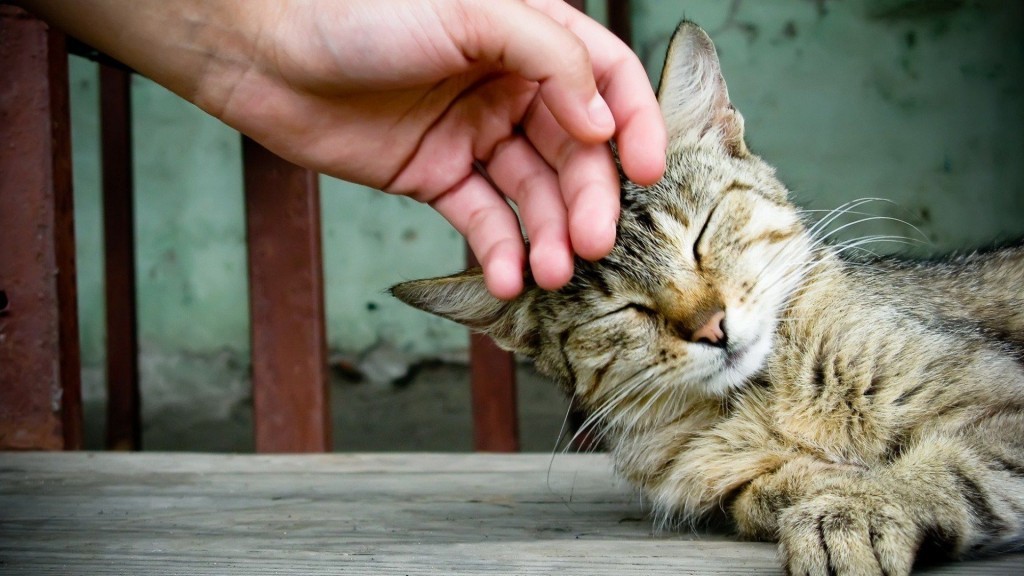 Five reasons why getting a cat is vital. - cat, Pets, Animals, Pet, Catomafia, Milota, Longpost