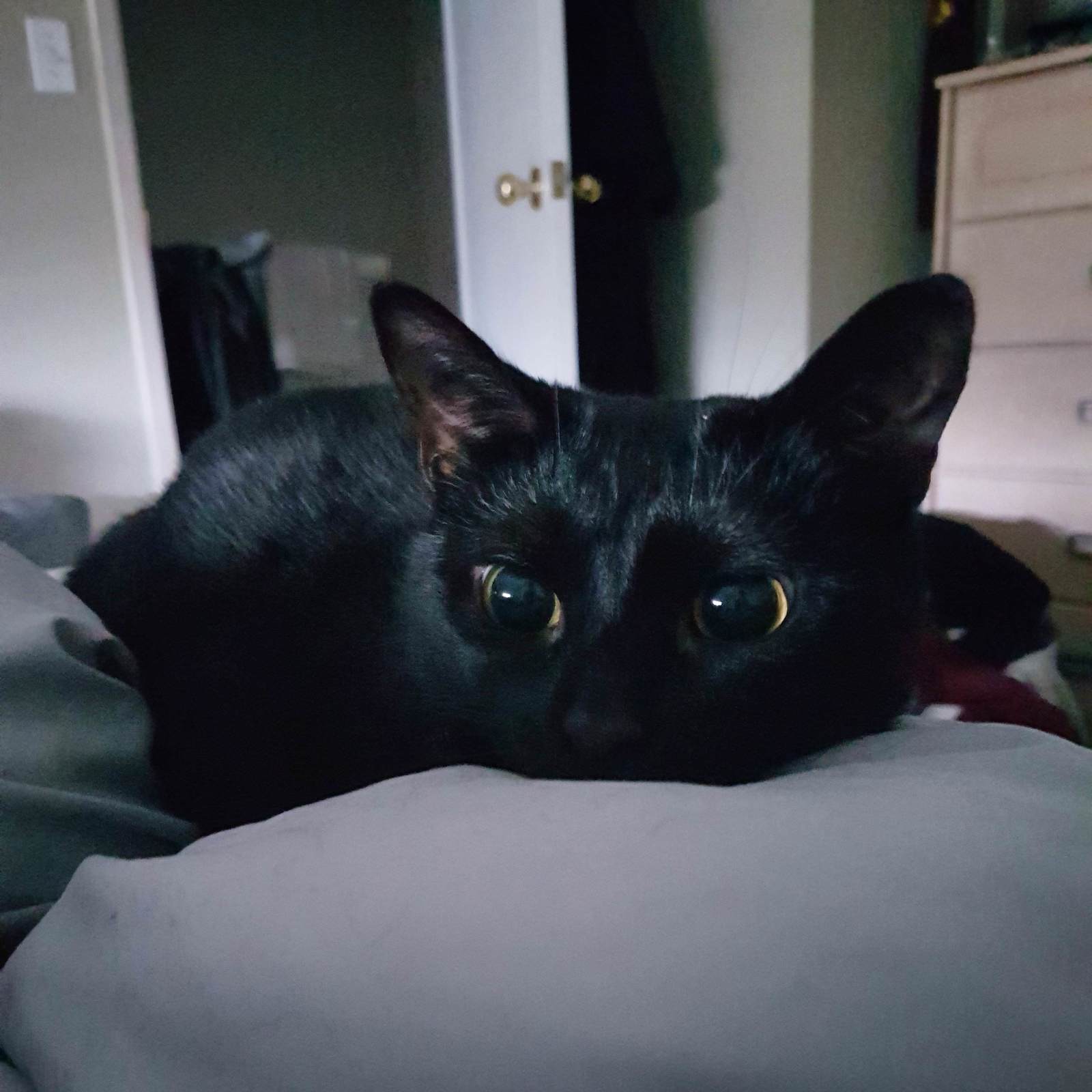 Woke up today with her just staring at me, purring. - cat, Catomafia, Animals, Pets, Dream, Reddit