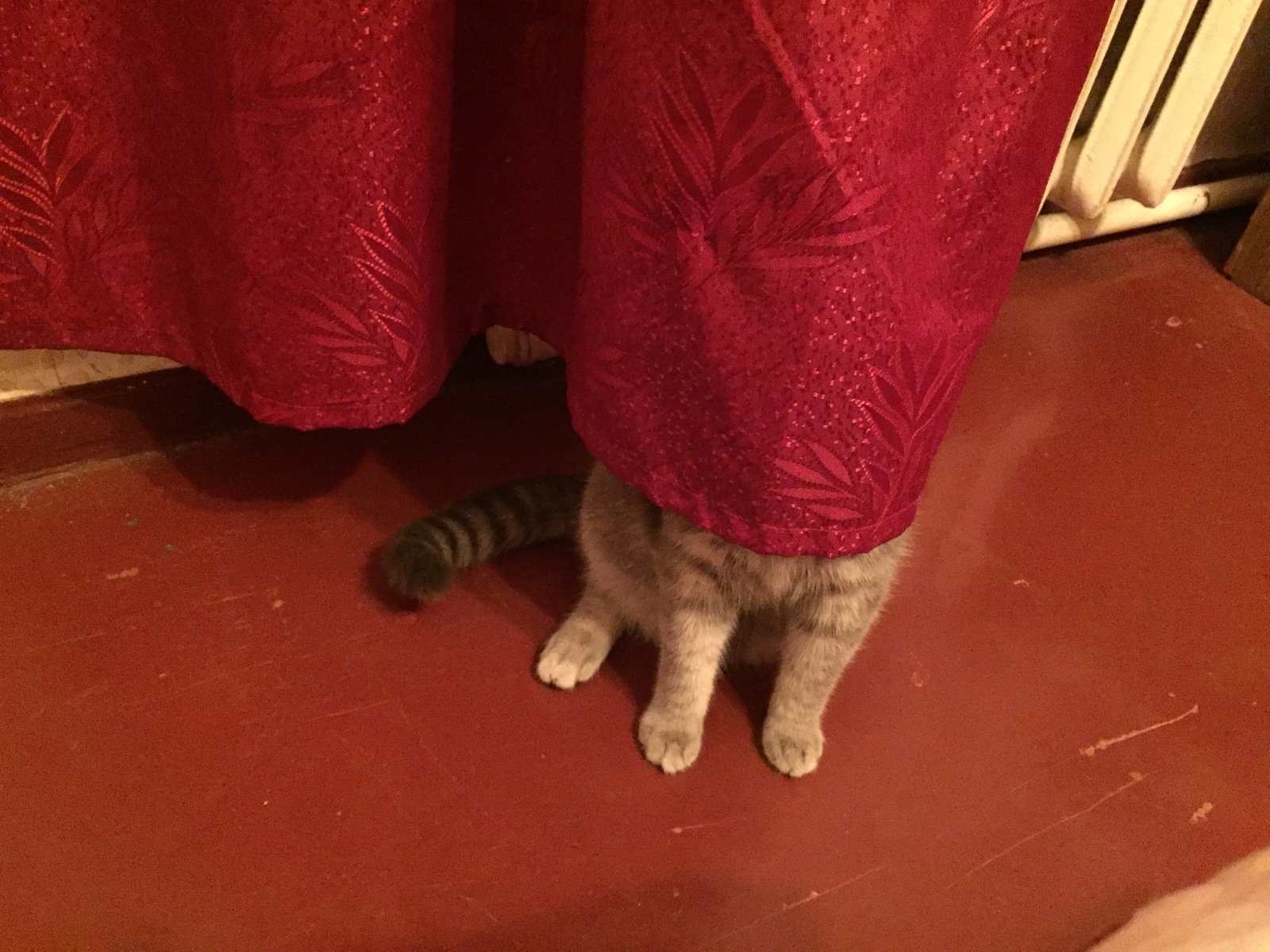 Коты играют в прятки. Котенок спрятался. Кот прячется. Кот прячется за занавеской. Кот спрятался за шторой.