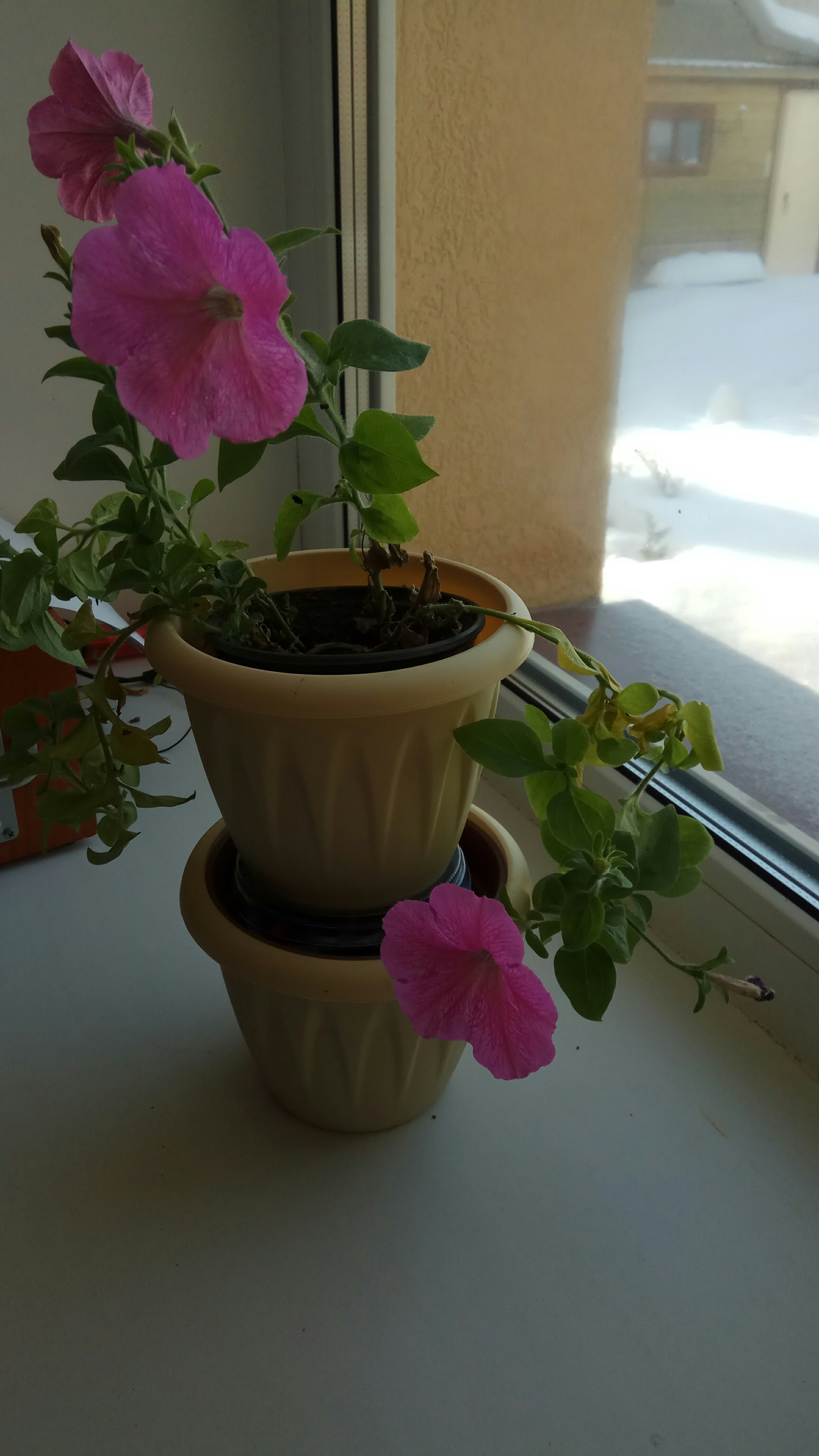 Petunias bloom in February-March - My, Spring, Petunia, Longpost