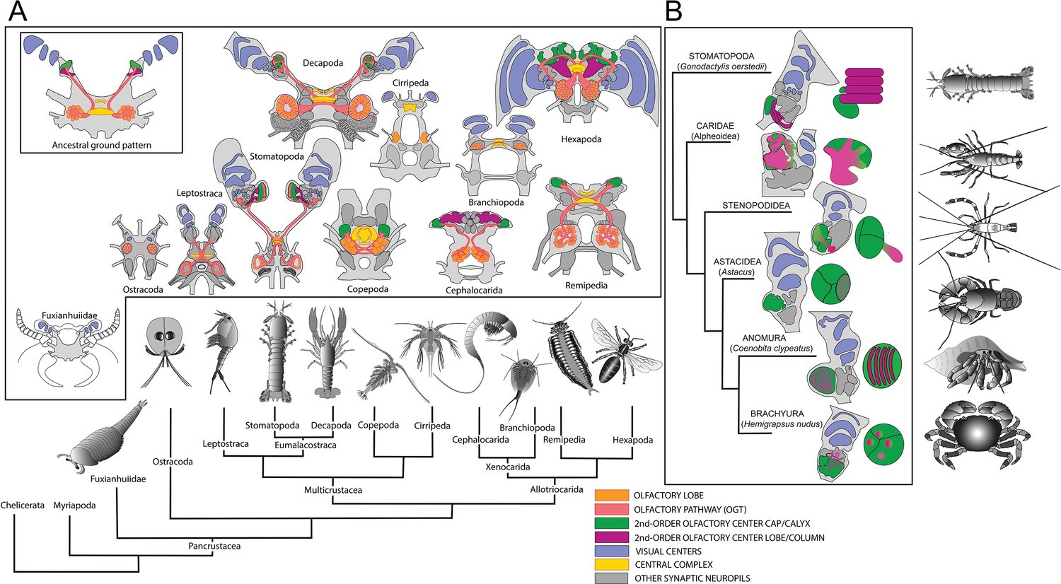 Rainbow crabs. - Rainbow crabs, Obrazovach, Longpost, Stress, Pain, Adaptation, GIF