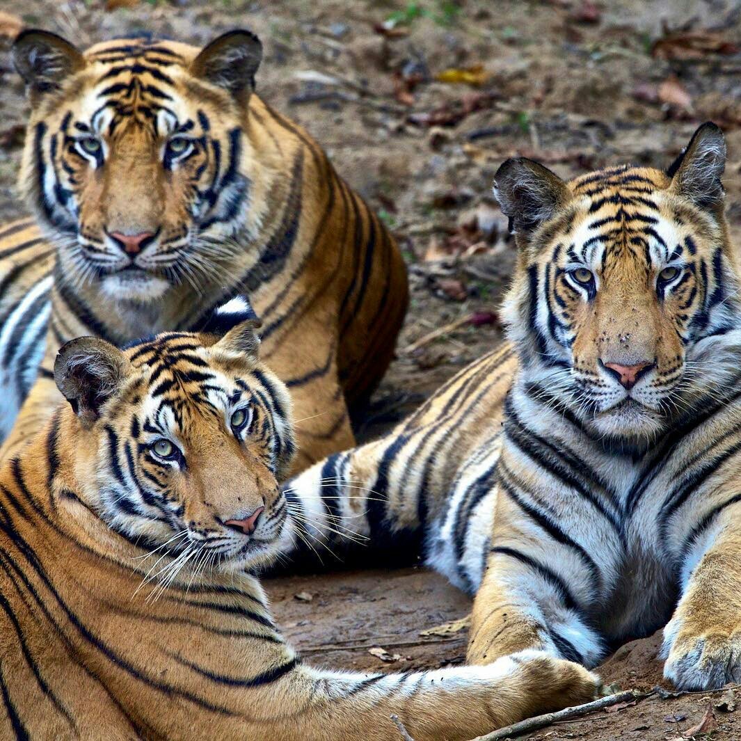 When rustling a bag in the kitchen - The national geographic, Tiger, The photo, Animals