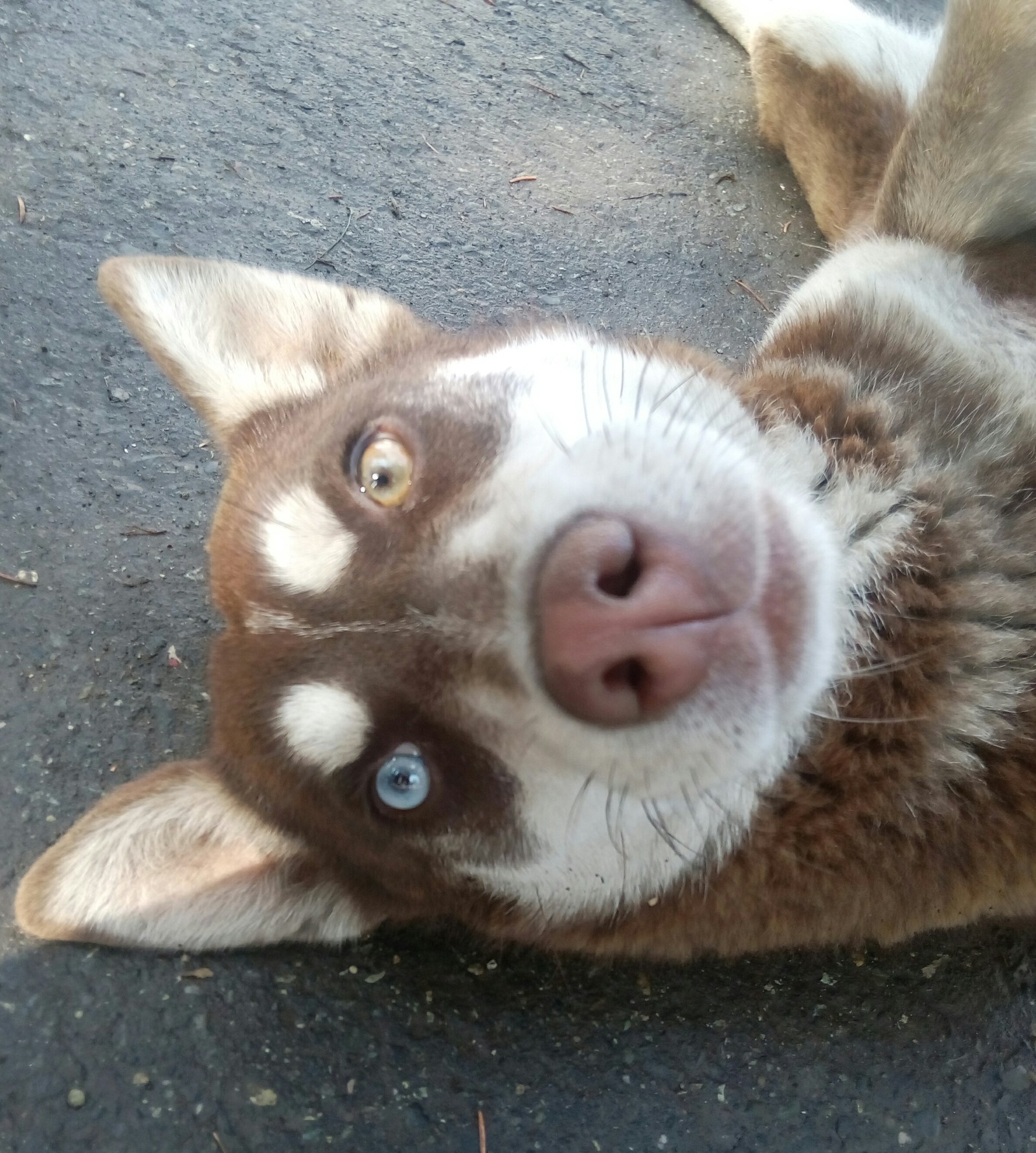 Odd-eyed. - My, Dog, Walk, Meeting