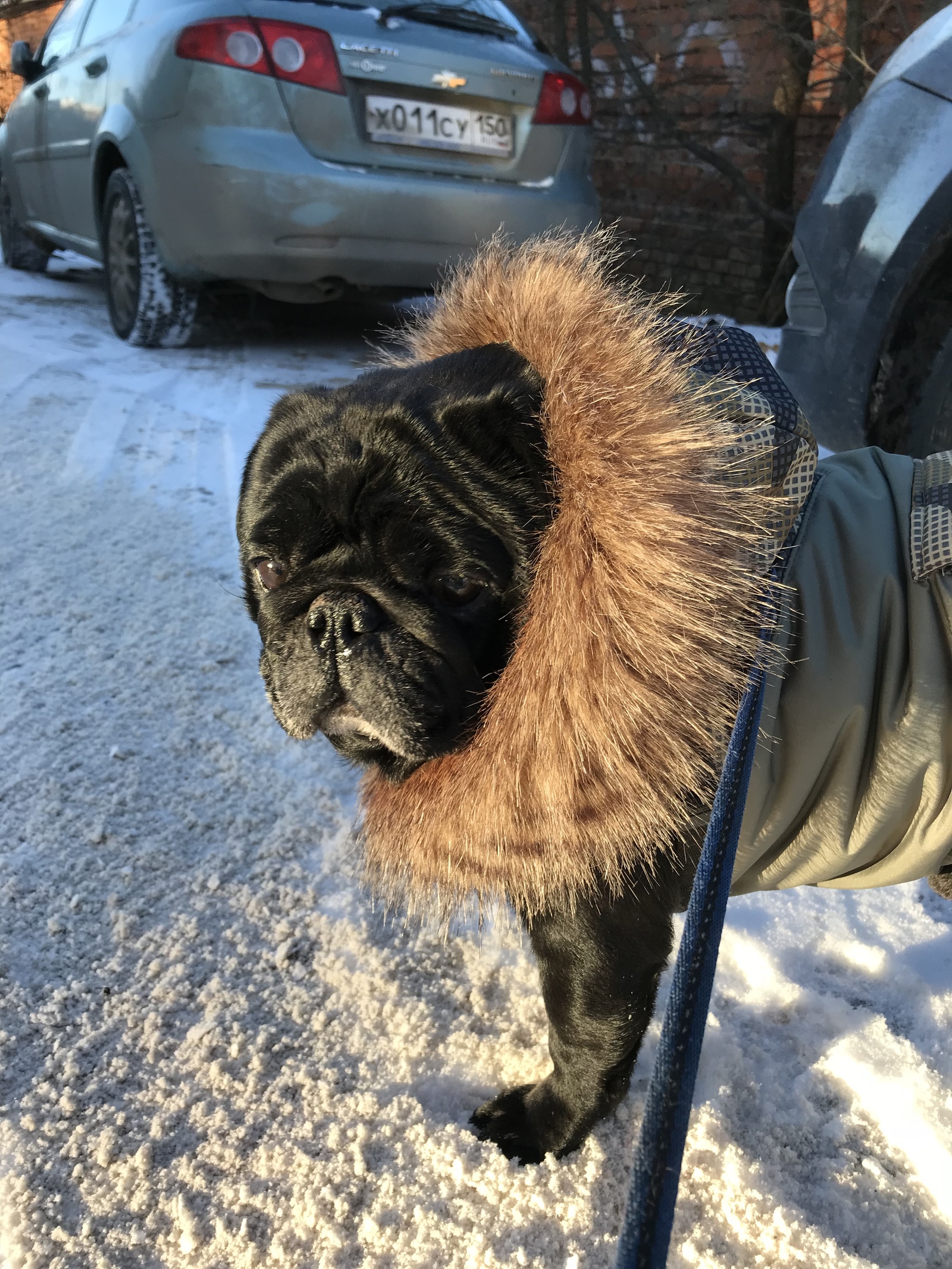 When a dog's fur is better than yours - My, Dog, Pug, , Fur, Cool, , Longpost