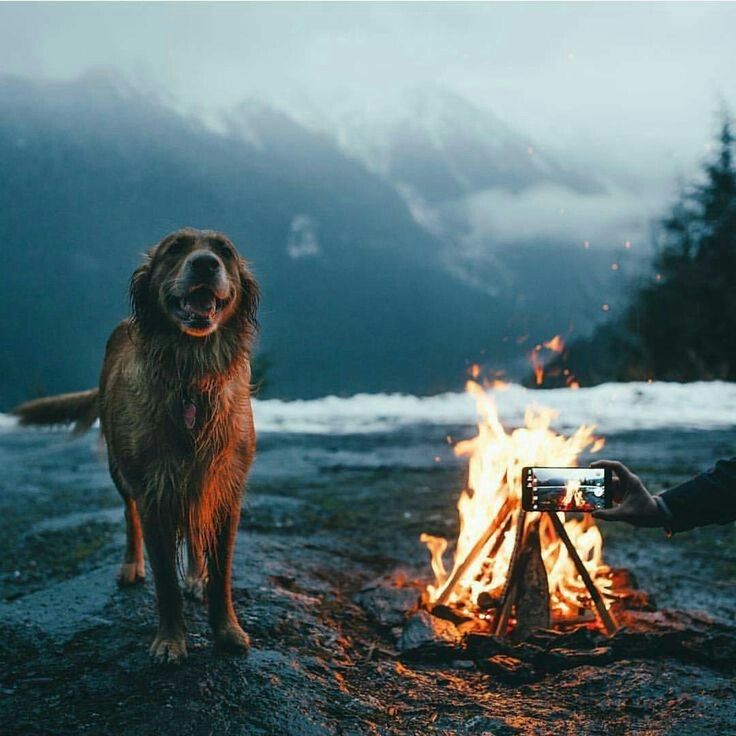 Take your dog with you - Pinterest, Dog, Friend, Tent, Backpack, A boat, Bonfire, Travels, Longpost