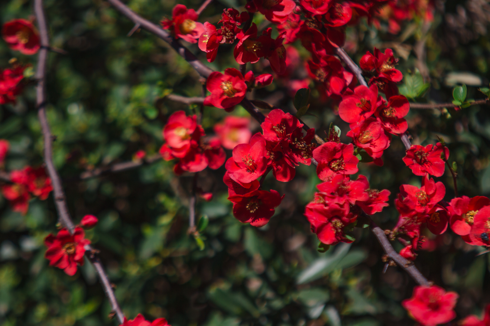 Spring in Lazarevsky (almost Sochi) - My, Sochi, Spring, Flowers, Nature, Bloom, Mimosa, The photo, Longpost