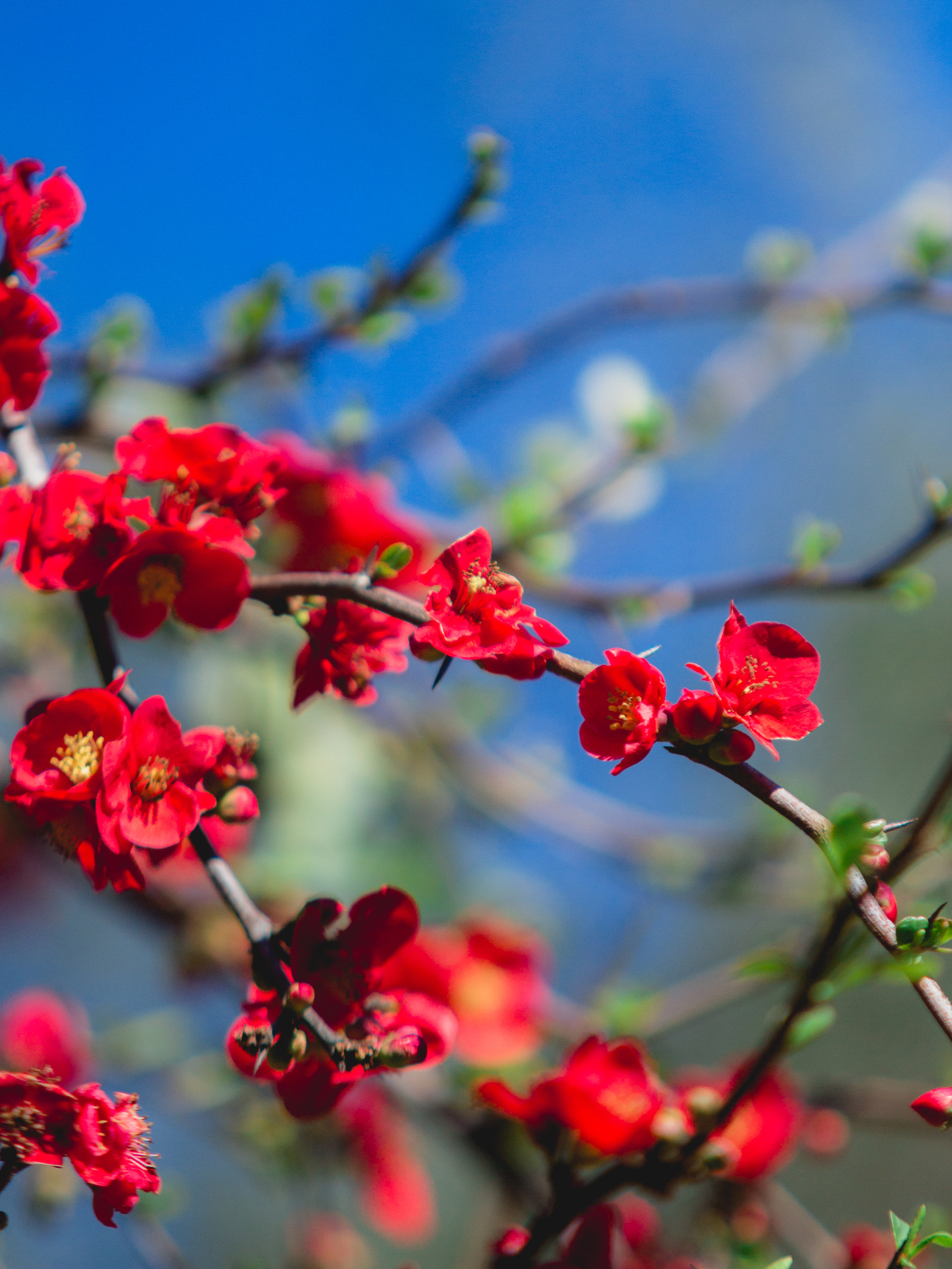 Spring in Lazarevsky (almost Sochi) - My, Sochi, Spring, Flowers, Nature, Bloom, Mimosa, The photo, Longpost