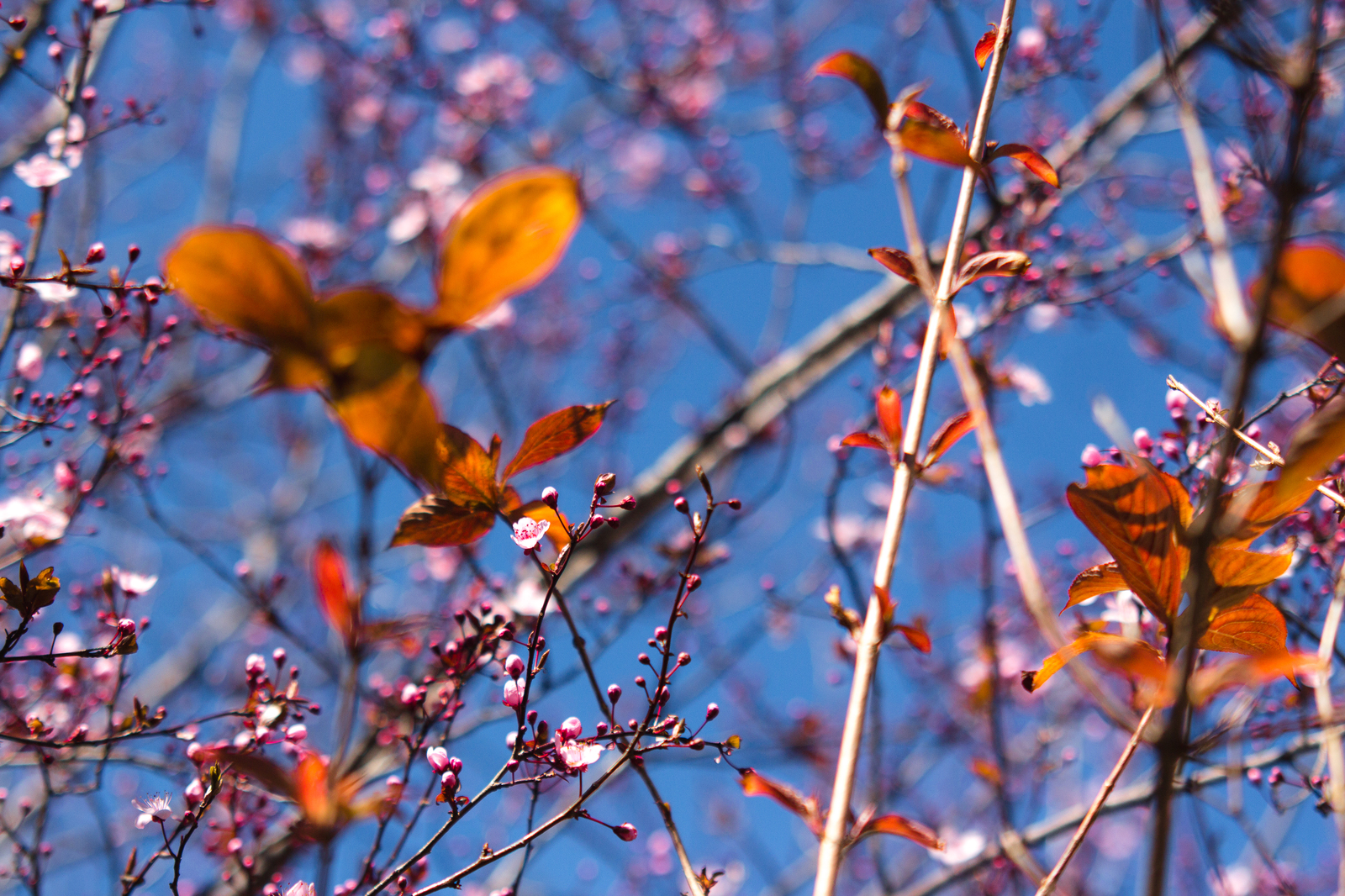 Spring in Lazarevsky (almost Sochi) - My, Sochi, Spring, Flowers, Nature, Bloom, Mimosa, The photo, Longpost