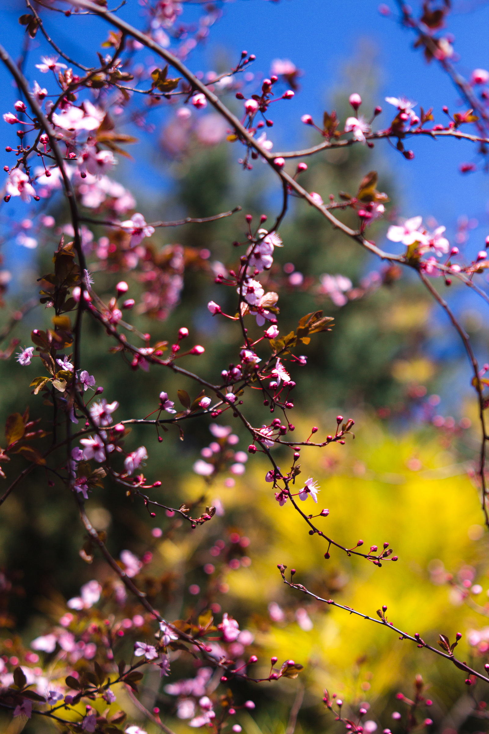 Spring in Lazarevsky (almost Sochi) - My, Sochi, Spring, Flowers, Nature, Bloom, Mimosa, The photo, Longpost