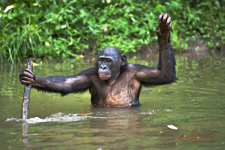 Заповедник “Lola ya Bonobo” в Конго - Заповедники и заказники, Конго, Обезьяна, Африка, Бонобо, Карликовые шимпанзе, Длиннопост