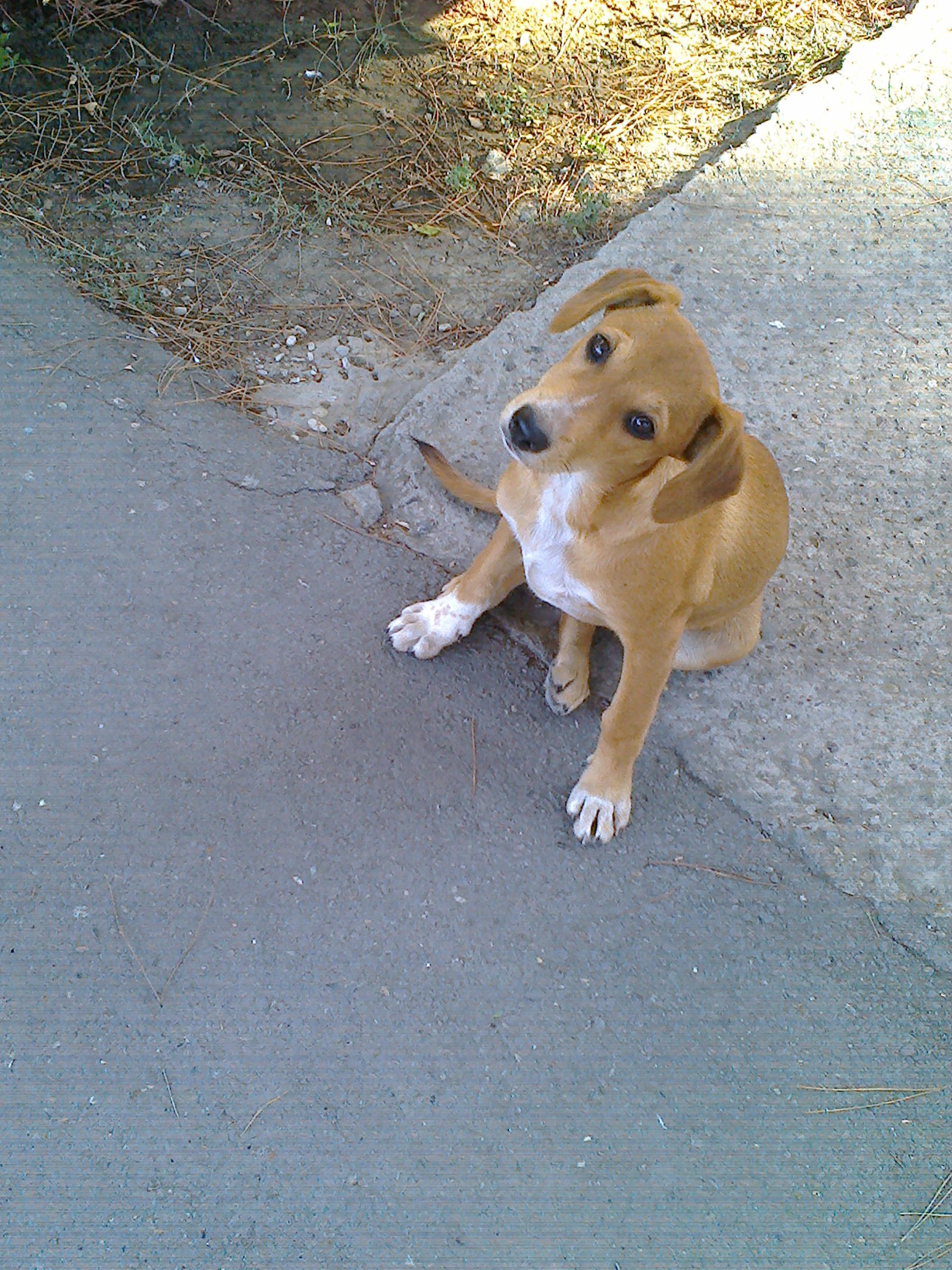 August. Private sector. Rostov-on-Don. Canine stubbornness. - My, Rostov-on-Don, Dog, Girl, Longpost