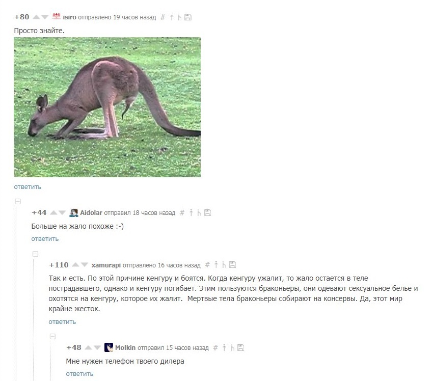 Another reason not to go to Australia - Kangaroo, Sting, Comments, Australia