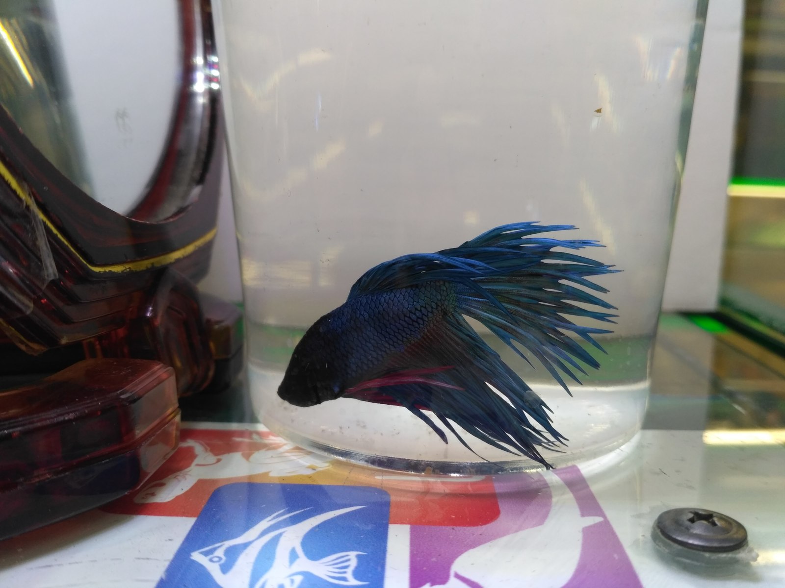 My cockerels, aka Betta splendens - Aquarium fish, Aquarium, Betta splendens, Longpost