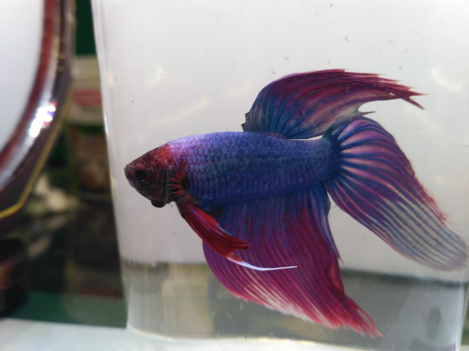 My cockerels, aka Betta splendens - Aquarium fish, Aquarium, Betta splendens, Longpost