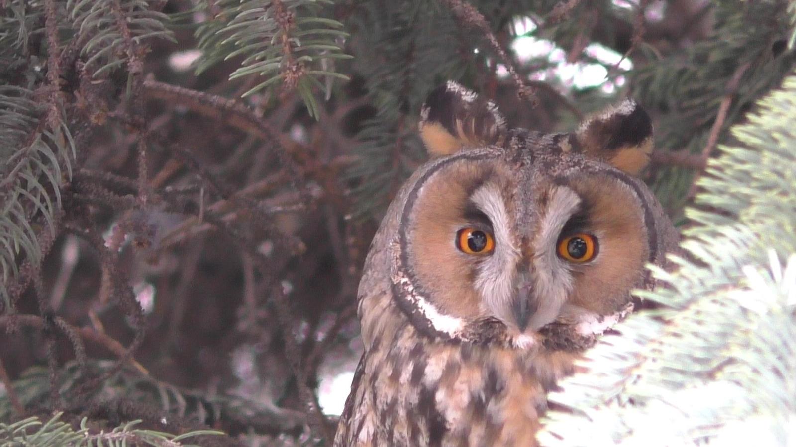 feathered spy - My, Owl, Work, Christmas trees, Spy, Longpost