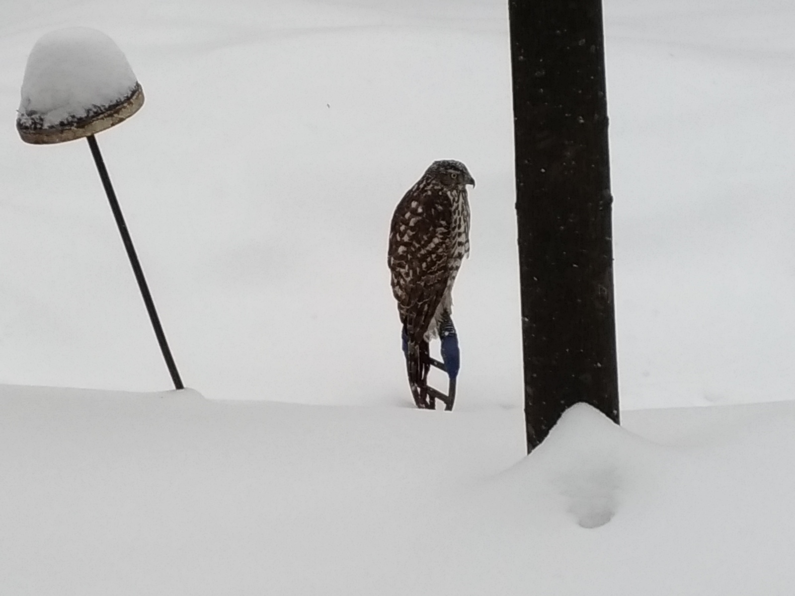 Moscow ornitarium - Owl, Predator birds, Ornitarius, Moscow, Longpost