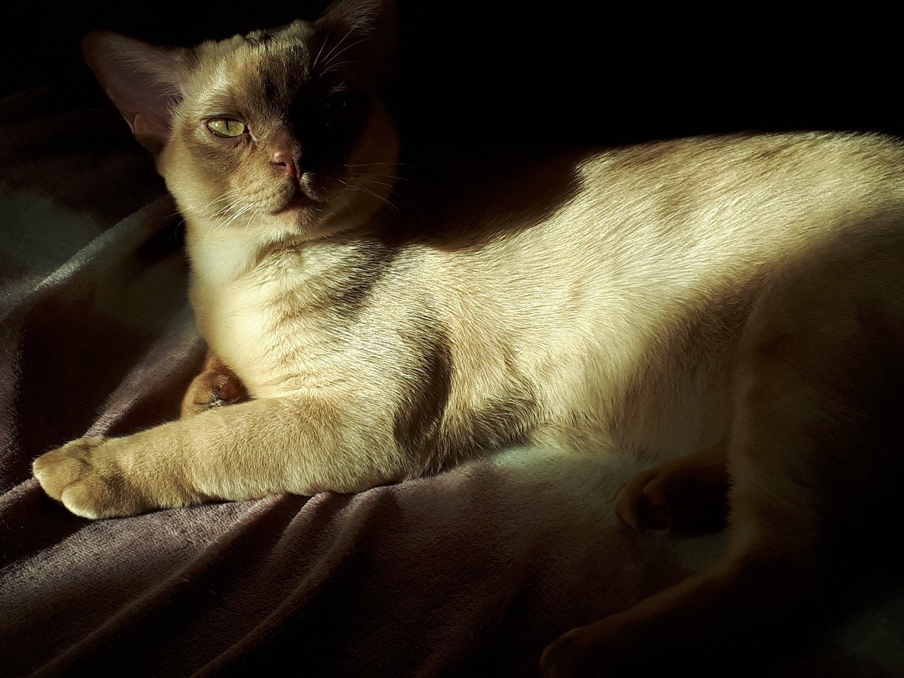 demonic cat beauty post - My, cat, Animals, The photo, , Burmese