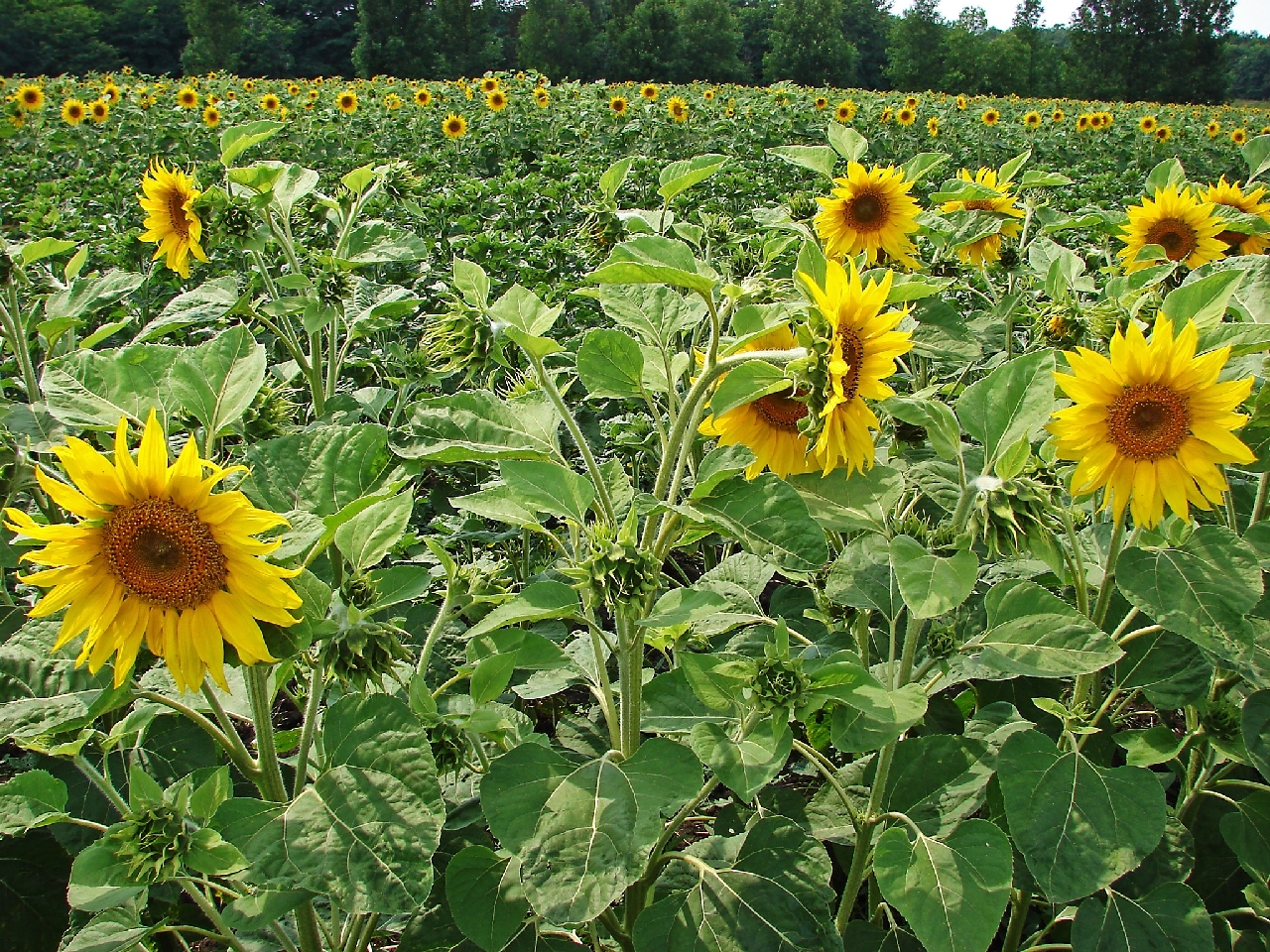 The plot of sunflower hybridization, from sowing to harvest (part 1) - My, Seeds, Seed production, Sunflower, Сельское хозяйство, Hybrid, Agricultural League, Longpost