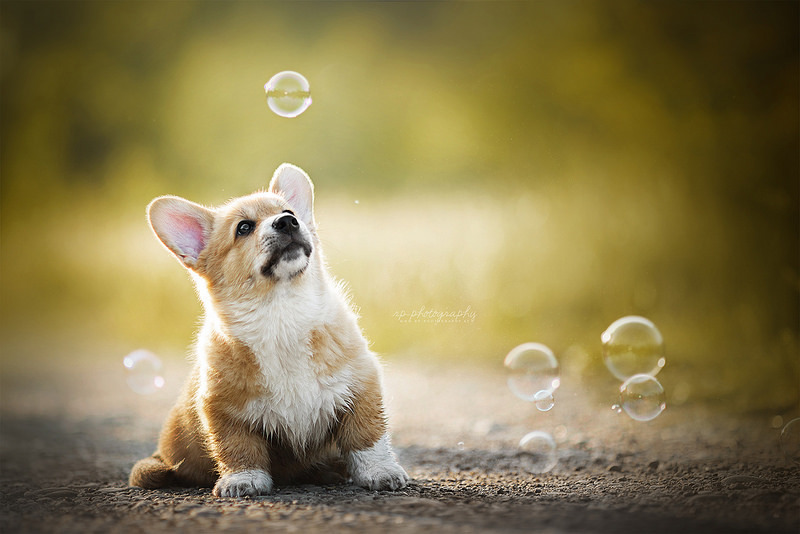 Bounce - Dog, Milota, Beautiful, Animals, Little, Pets