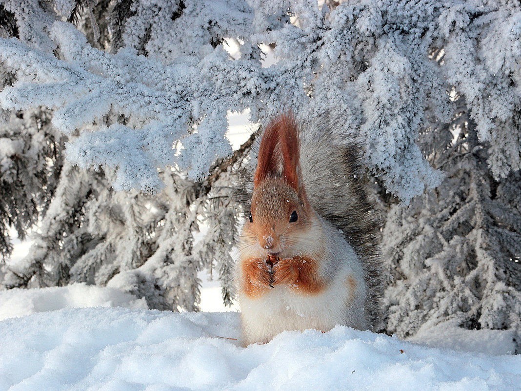 Зима, мы тебя любим. Но. Давай до свидания! - Зима, Снег, Животные, Красота, Фотография, Длиннопост