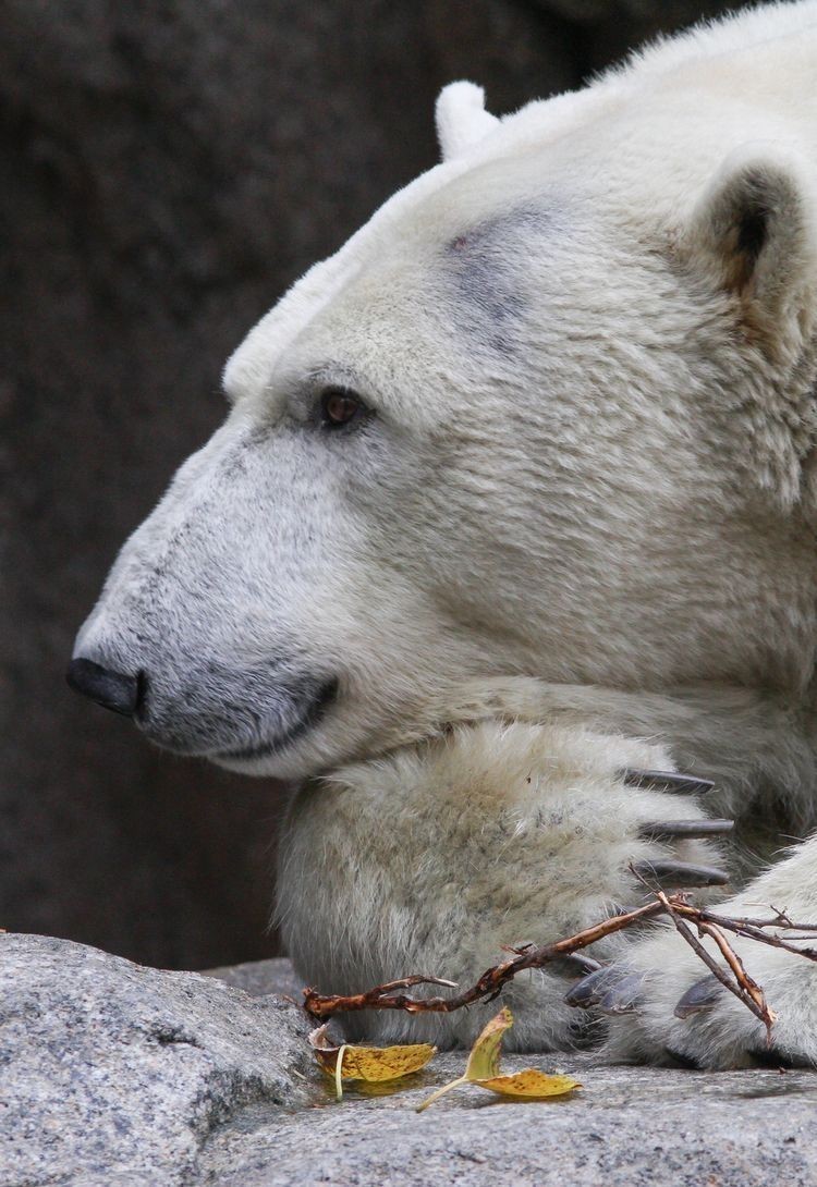 Polar bear - The Bears, Animals, The photo, Longpost, Polar bear