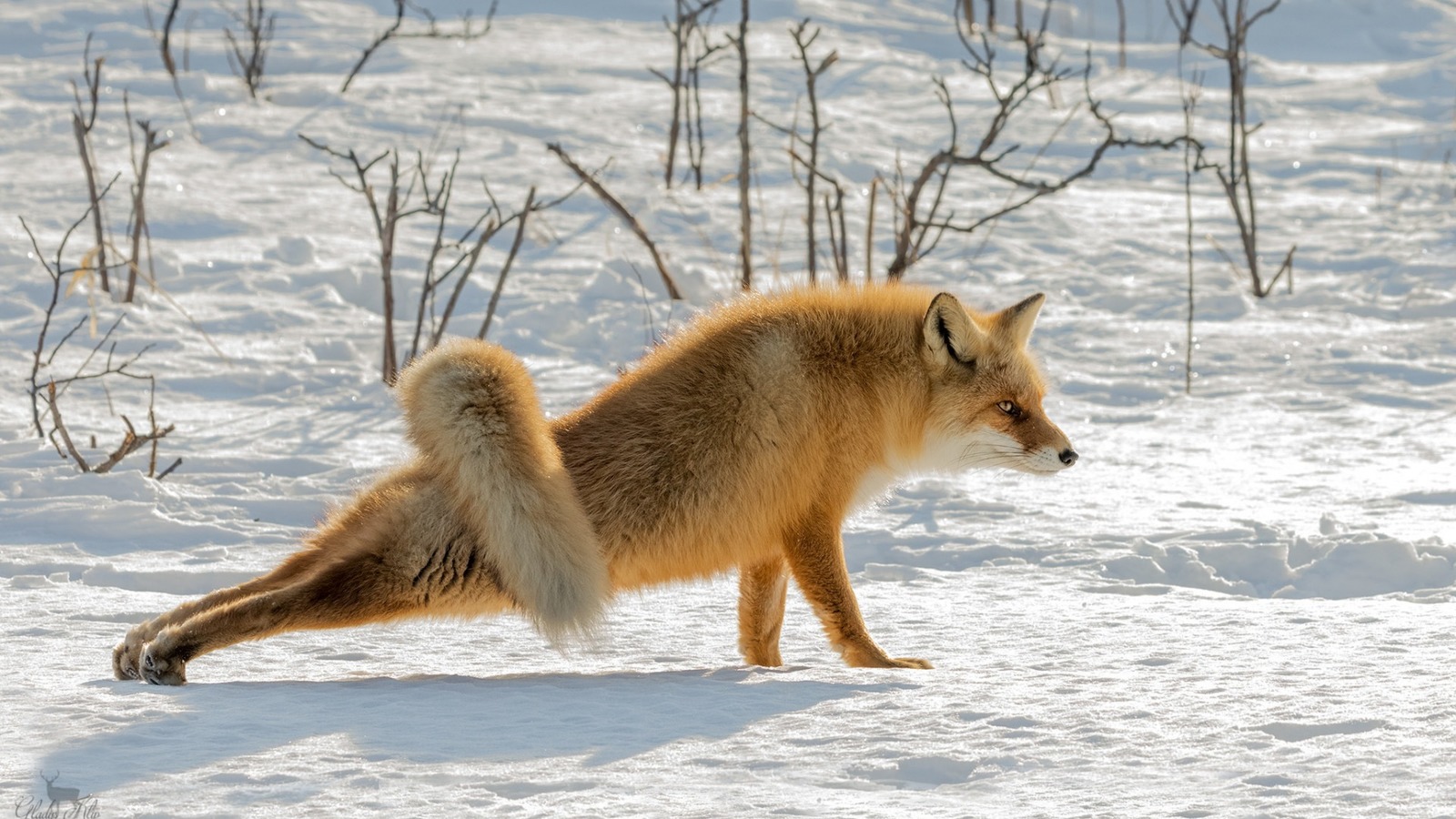 Tail charger :) - The photo, Nature, Animals, Fox