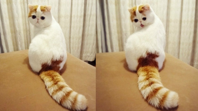 Кот Снупи - самый милый кот в мире! | Пикабу
