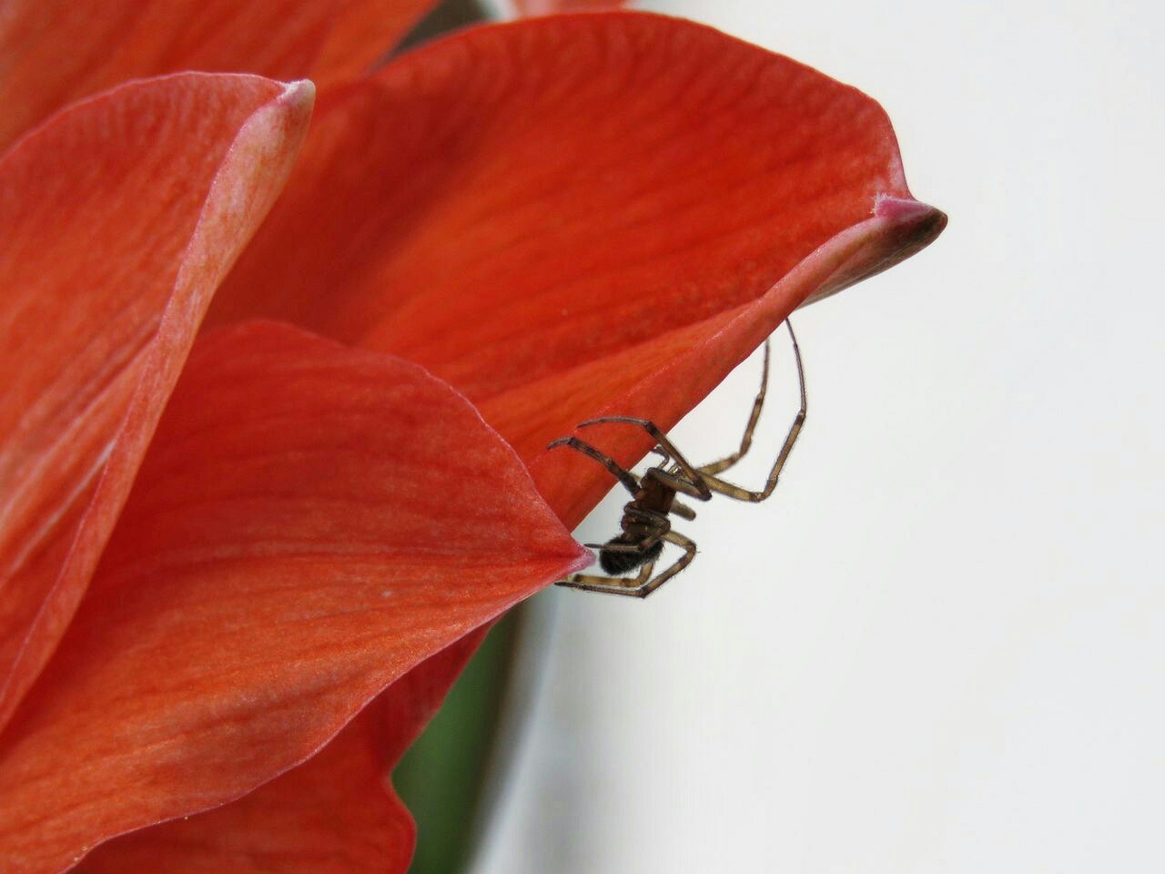 Spider - My, Spider, The photo, Insects, Basil, Flowers, beauty, Adventures, Spring, Longpost