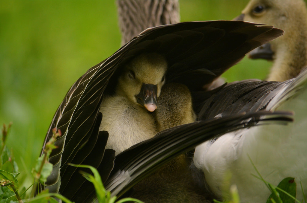 Under mother's wing - Birds, Milota, Гусь