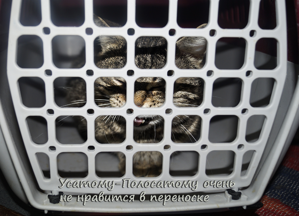 HURT CAT-4: Help save the martyr cat! - My, cat, In good hands, Help, Minsk, Longpost