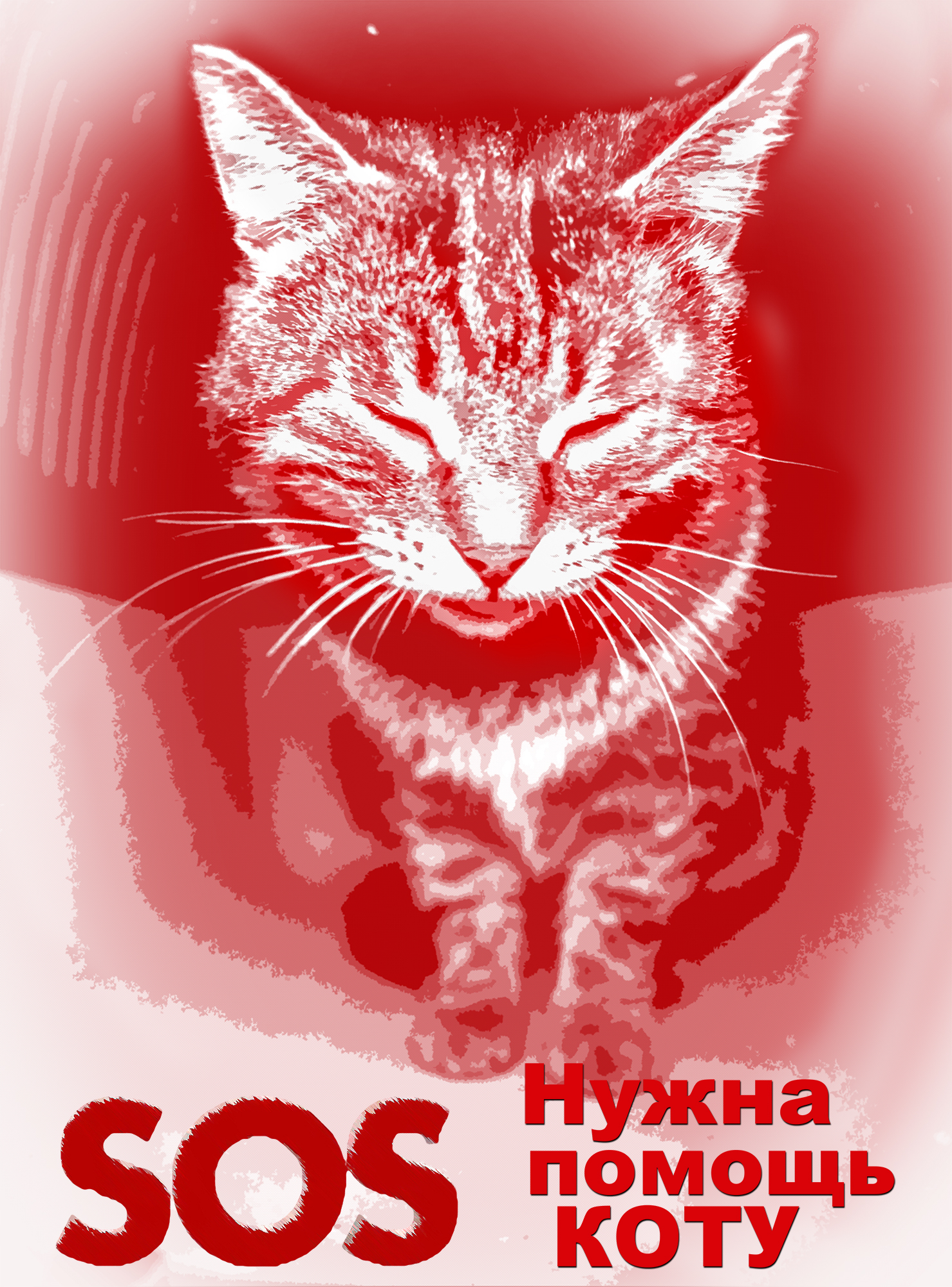 HURT CAT-4: Help save the martyr cat! - My, cat, In good hands, Help, Minsk, Longpost