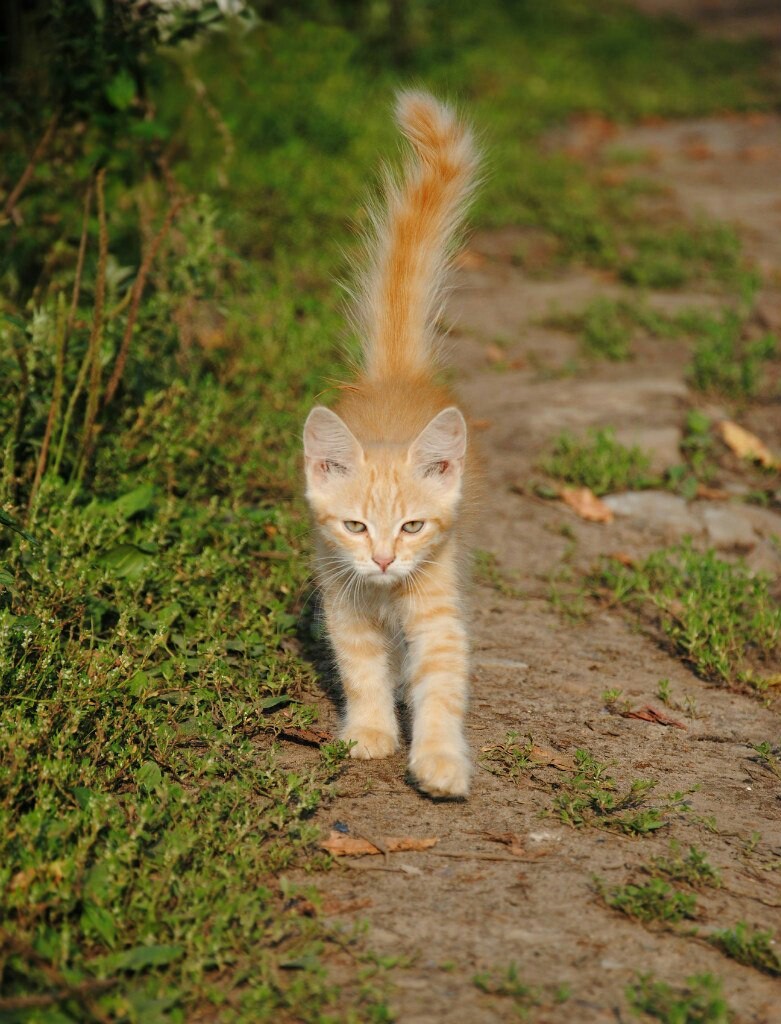 Я слышала тут котиков любят? - Моё, Кот, Рыжие, Милота, Длиннопост