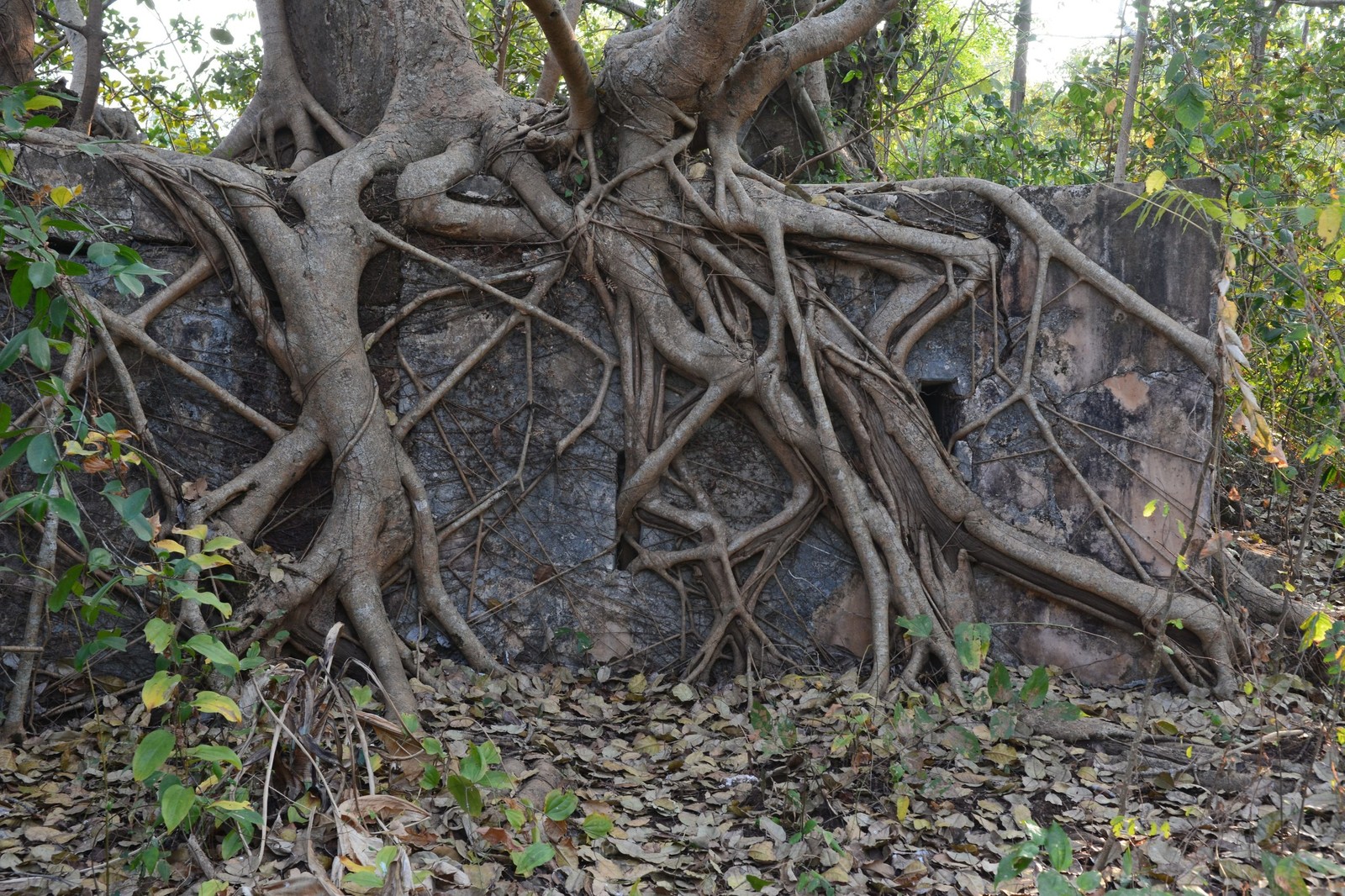 Jungle fort in north Goa - My, Travels, The photo, India, Goa, Abandoned, Fort, Longpost