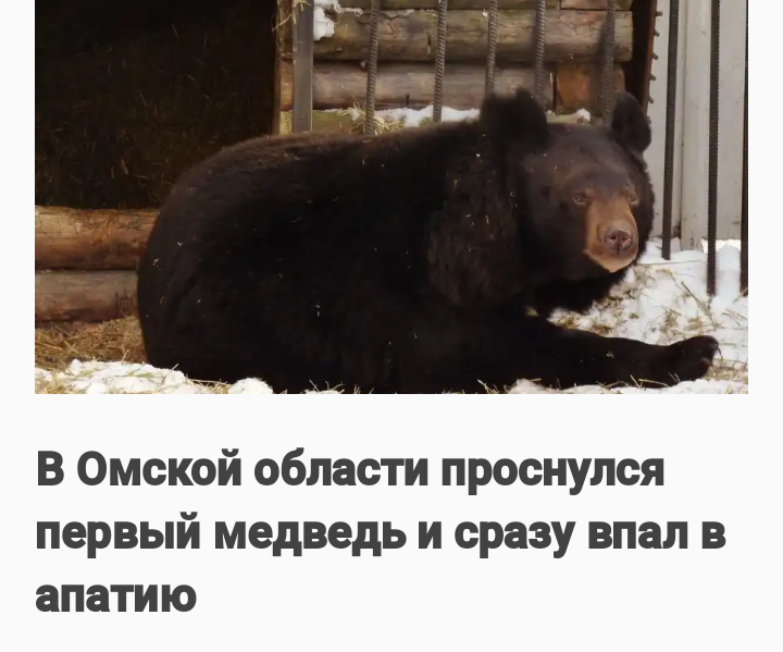 The first bear woke up in Omsk and immediately fell into apathy - Saratov vs Omsk, Heading, The Bears