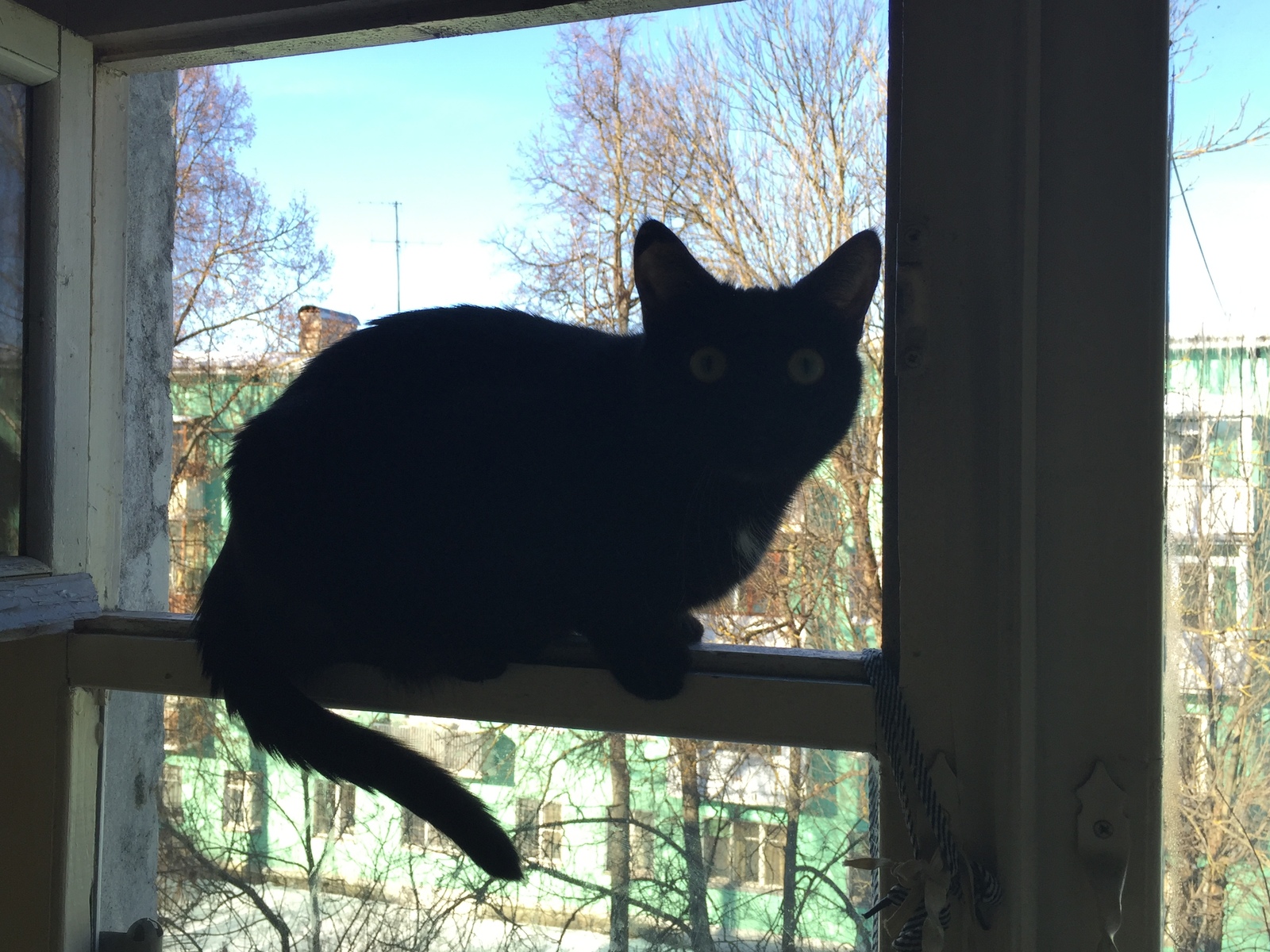 cat balance - My, cat, Nine lives, Longpost, Help, No rating