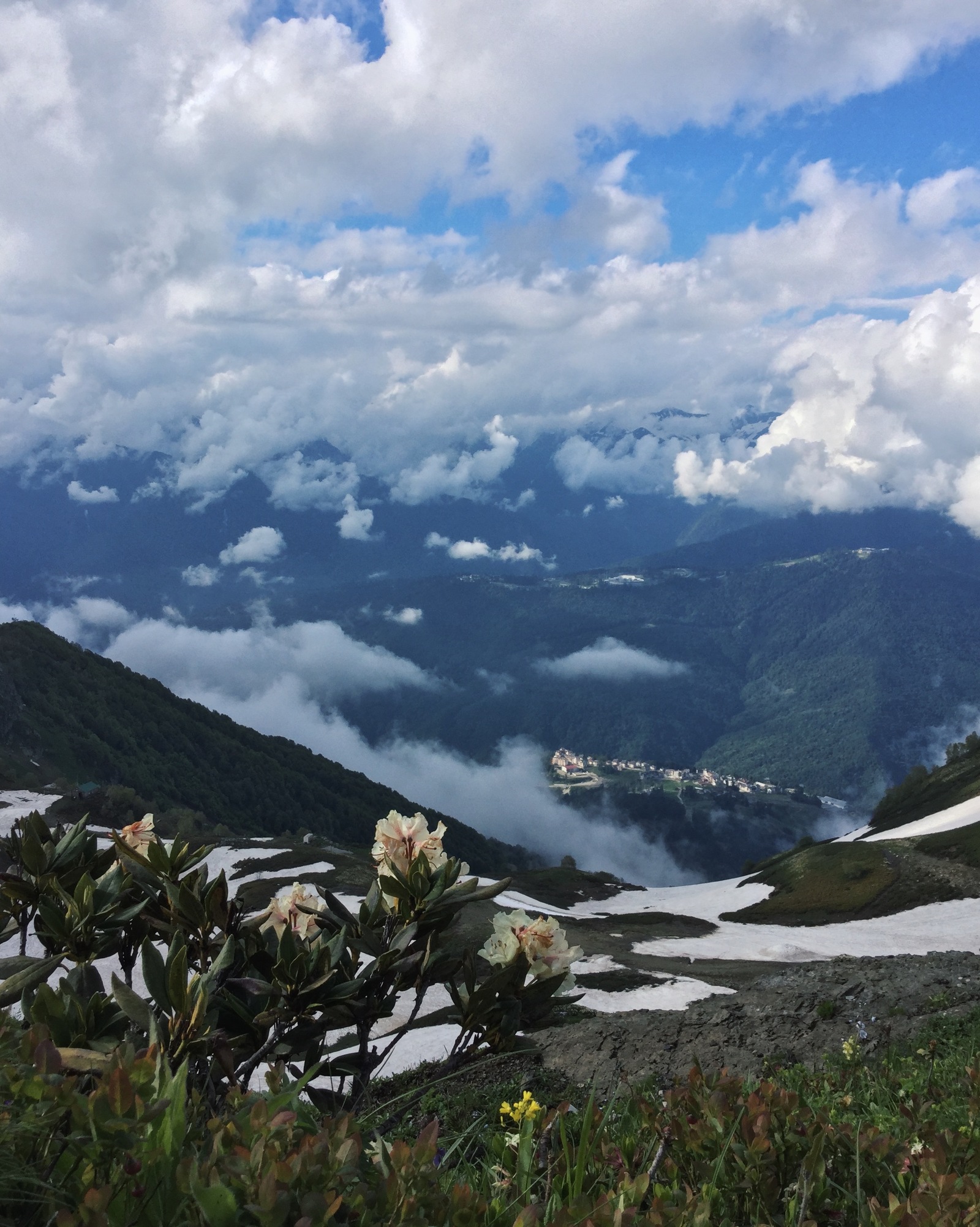 Rhododendrons in the mountains - My, Flowers, Russia, Sochi, The mountains, The photo, Longpost