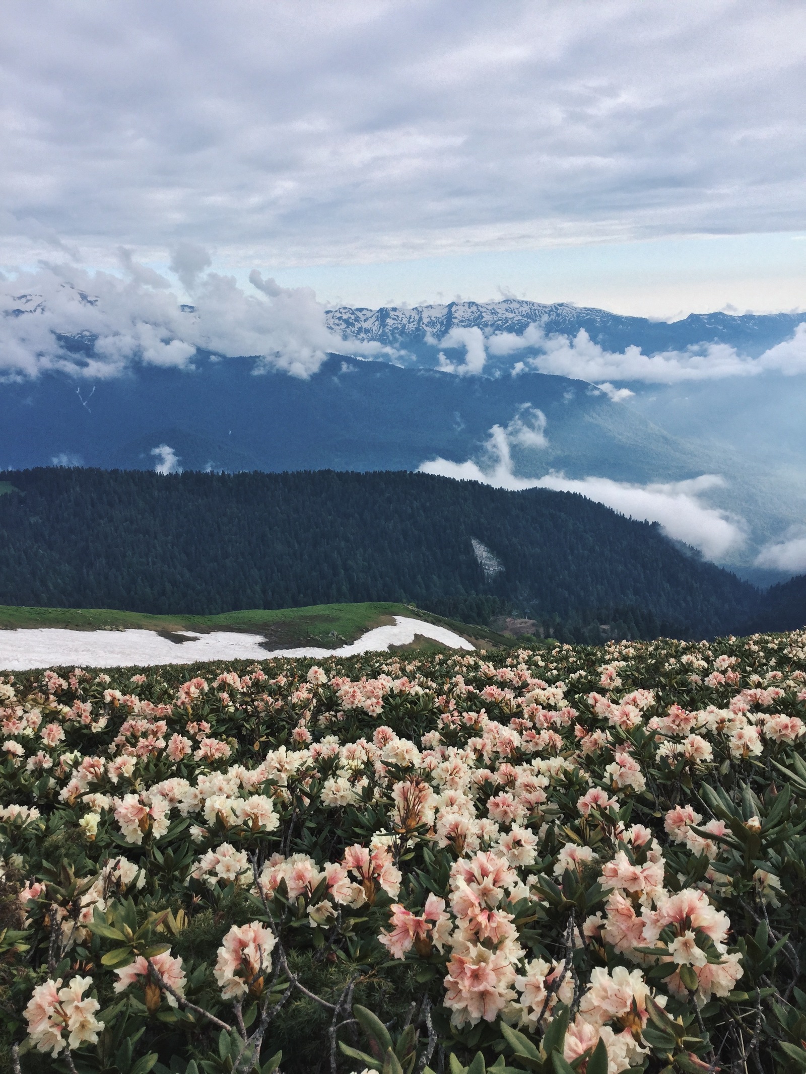 Rhododendrons in the mountains - My, Flowers, Russia, Sochi, The mountains, The photo, Longpost