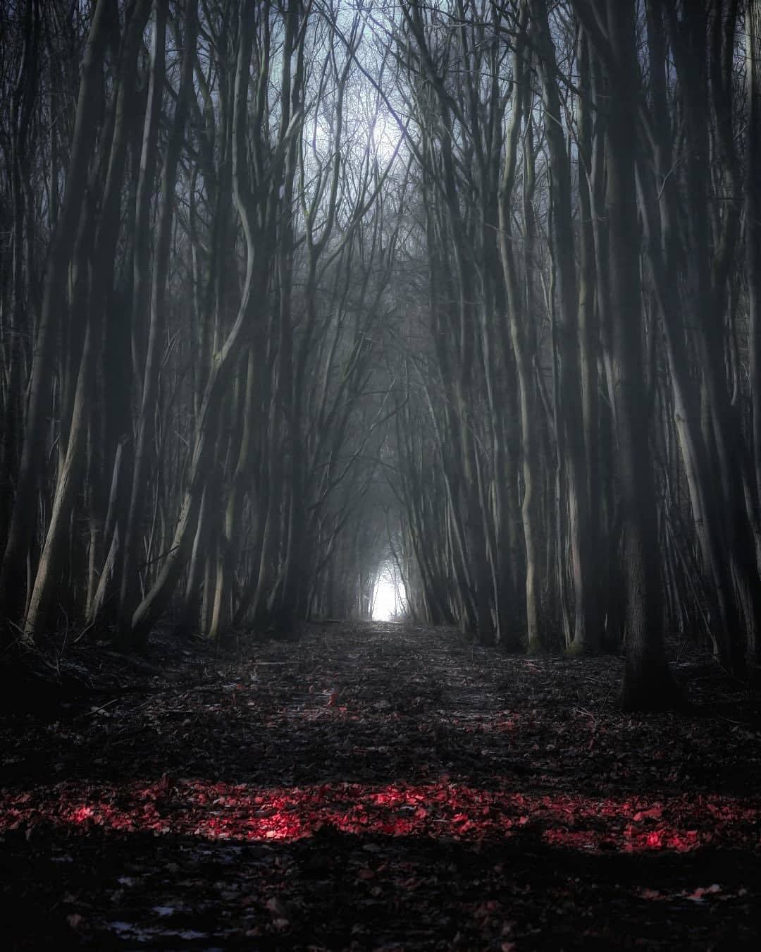 Ashen Path - The photo, Forest, Fire