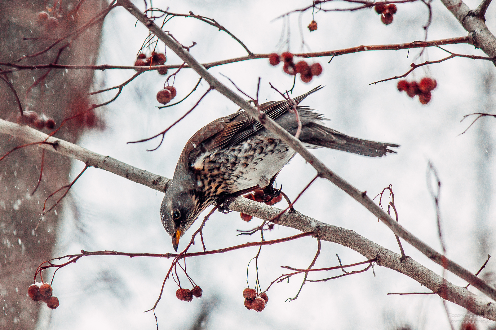 City birds waiting for spring - My, Uralsk, Kazakhstan, The photo, Birds, Longpost