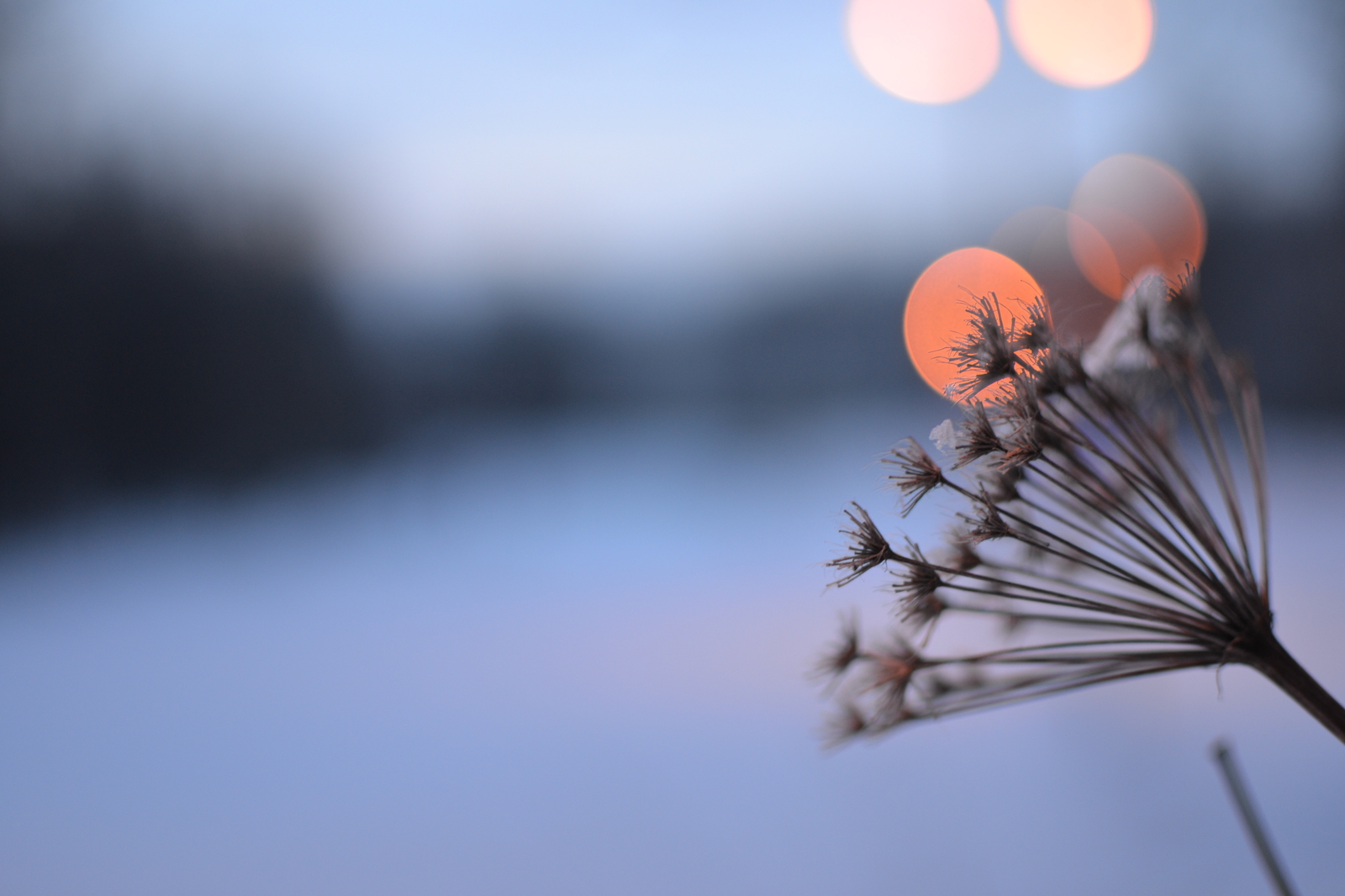 Walked on a spring day - My, The photo, Winter, Spring, Bokeh