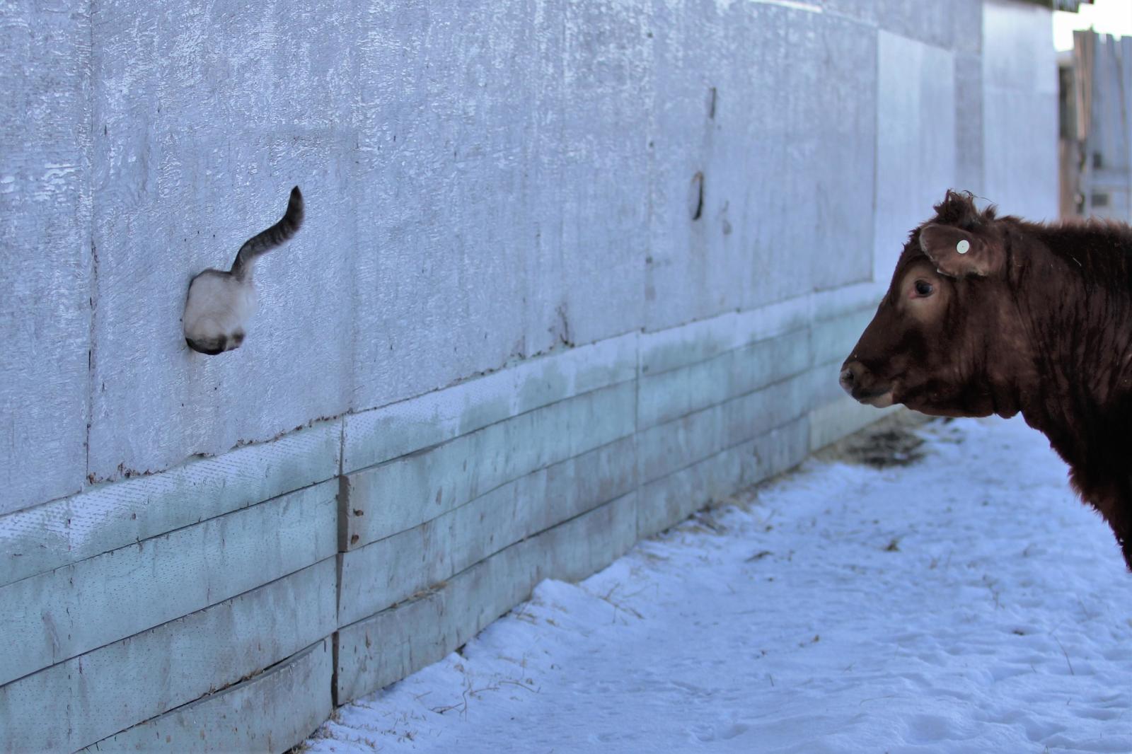 ambiguous situation) - cat, Cow, Winter, Stuck, Fence, Sight, Chpok, Hello