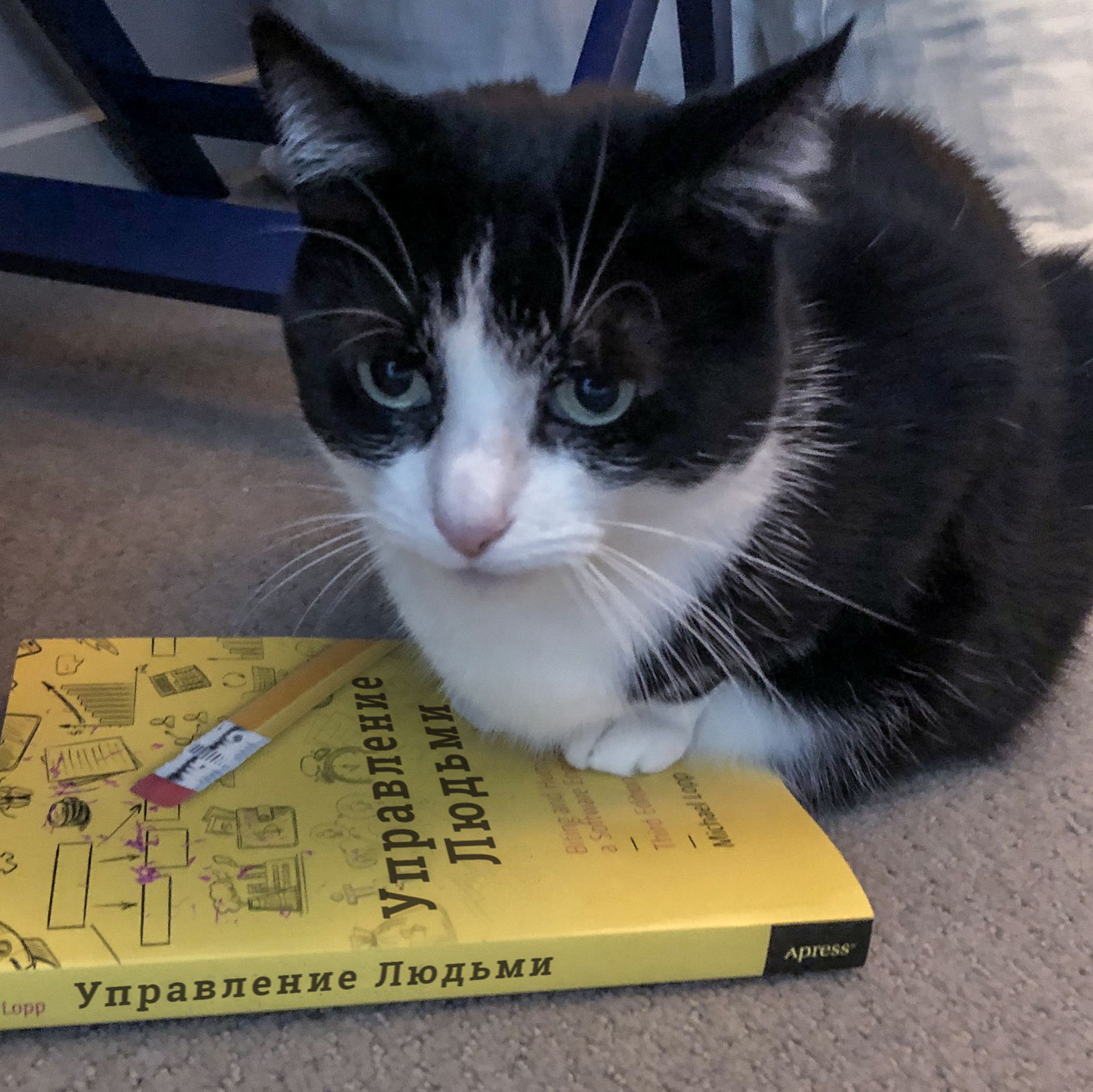 Кажется он что-то замышляет - Кот, Кот с книгой, Котомафия