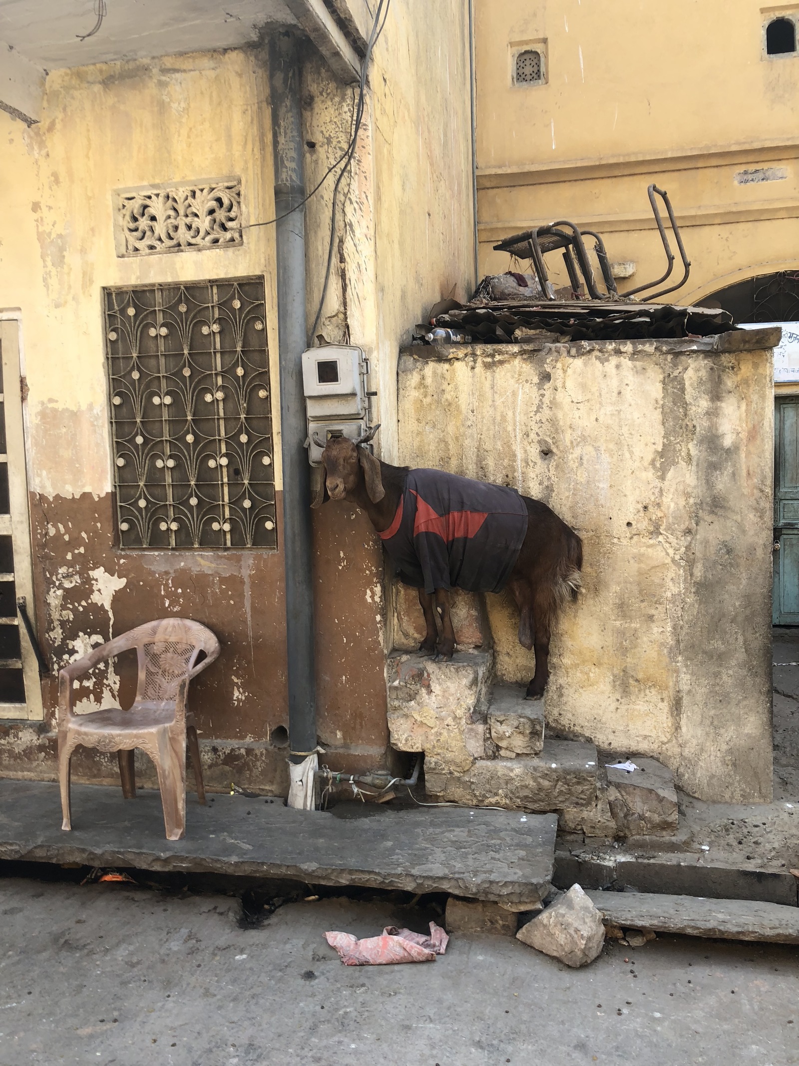 Can I have a bottle of mineral water and a Kent eight? - My, India, Cow, Travels, Impudence, Tourism, Animals, Longpost