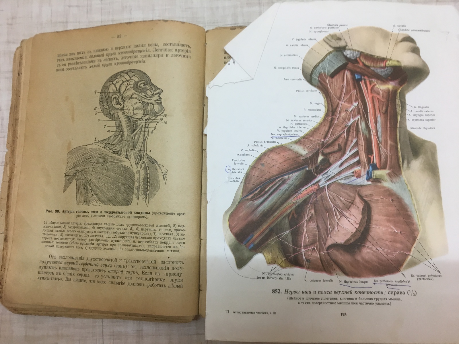 Old book. Leadership of company paramedics. Anatomy and Physiology - My, Books, Old books, The medicine, Longpost